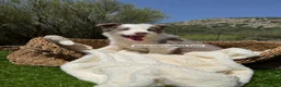Border Collie perros en venta: BORDER COLLIE LILAC MACHO - Anuncio 3