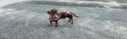 Teckel perros en venta: Cachorros Teckel miniatura Y kaninchen  - Anuncio 12