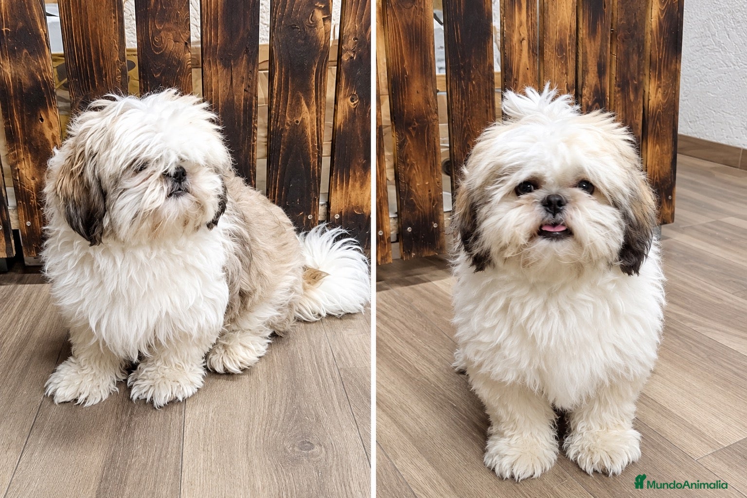 Shih Tzu perros Shihtzu  - Anuncio 2