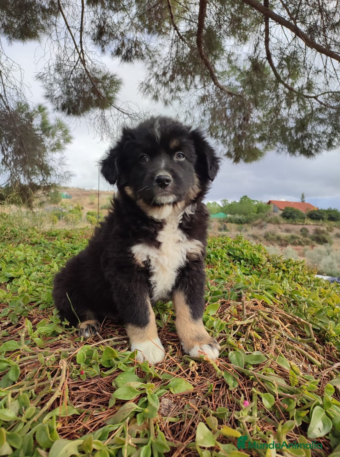 Pastor Miniatura Americano perros en venta: Cachorro Pastor Americano - Anuncio 3