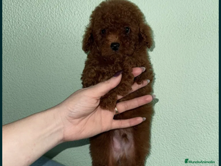 Caniche Toy perros caniche toy - Anuncio 1