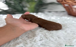 Caniche Toy perros en venta: CANICHE TOY ROJO PIMENTON MACHO - Imagen 6