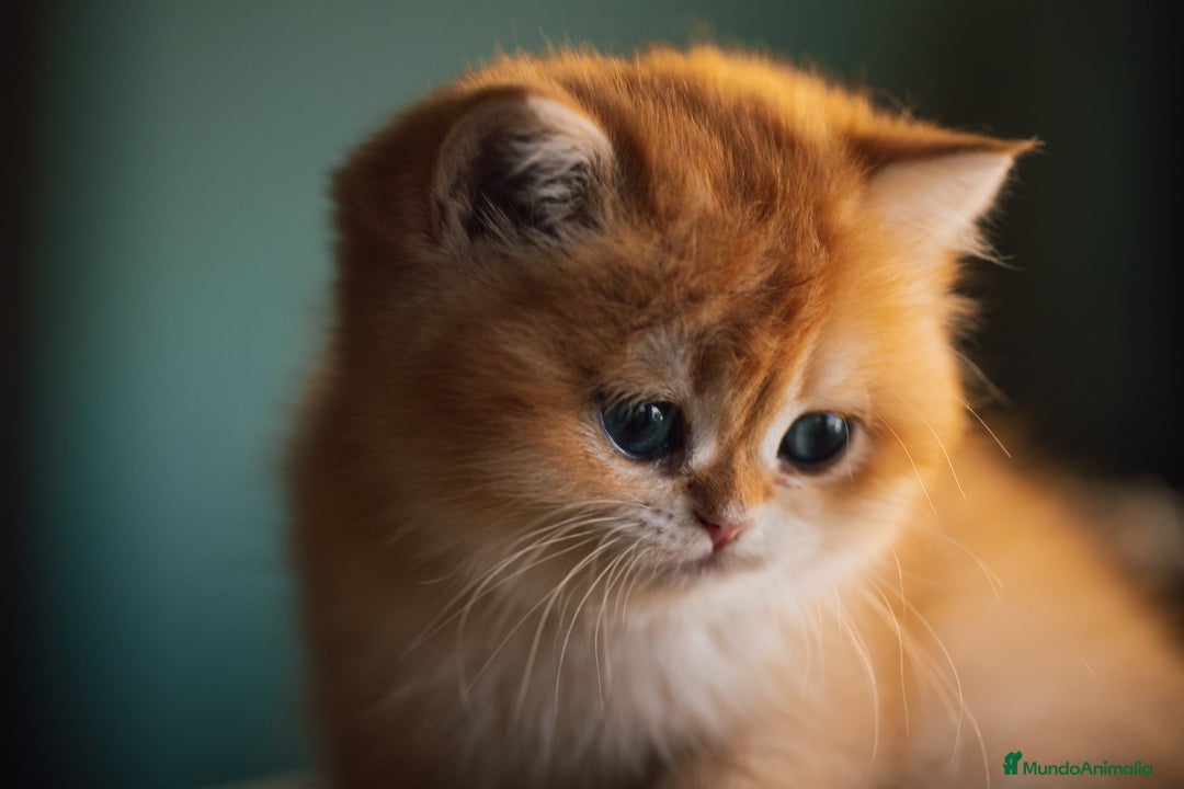 Británico de Pelo Corto gatos en venta: Niñas british golden chinchilla  - Anuncio 4