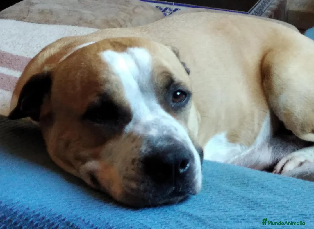 American Staffordshire-Terrier perros en venta: American staffordshire terrier  - Anuncio 2