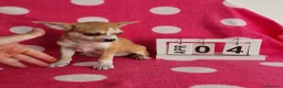 Chihuahua perros en venta: Chihuahua mini  - Anuncio 6