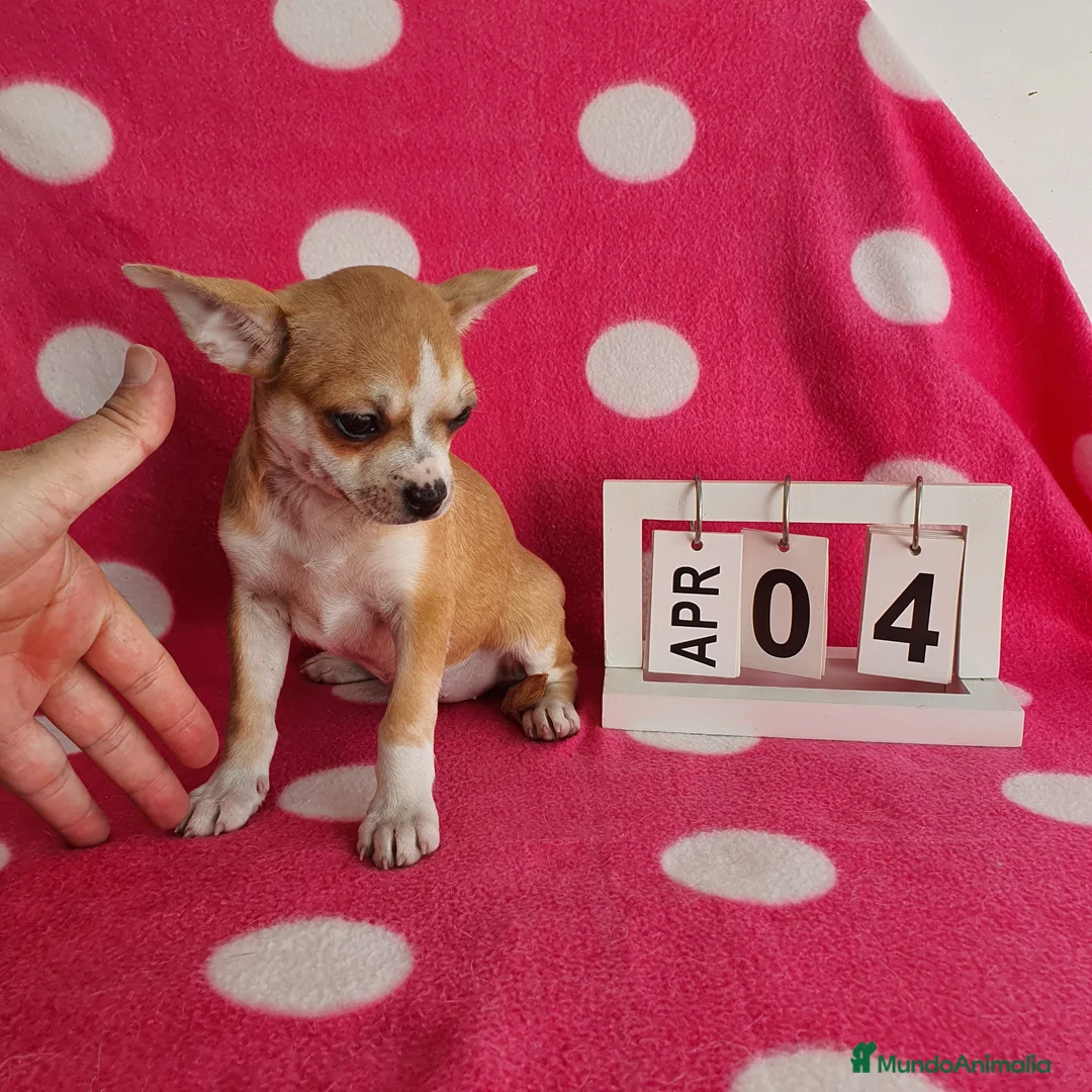 Chihuahua perros en venta: Chihuahua mini  - Anuncio 6