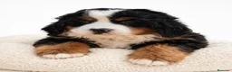 Boyero de Berna perros en venta: Boyero de Berna  - Anuncio 1