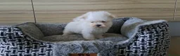 Bichón Maltés perros en venta: Bichon Maltes Micro Toy  - Anuncio 5