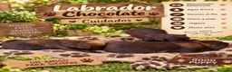 Labrador Retriever perros en venta: Camada de labradores chocolate  - Anuncio 1