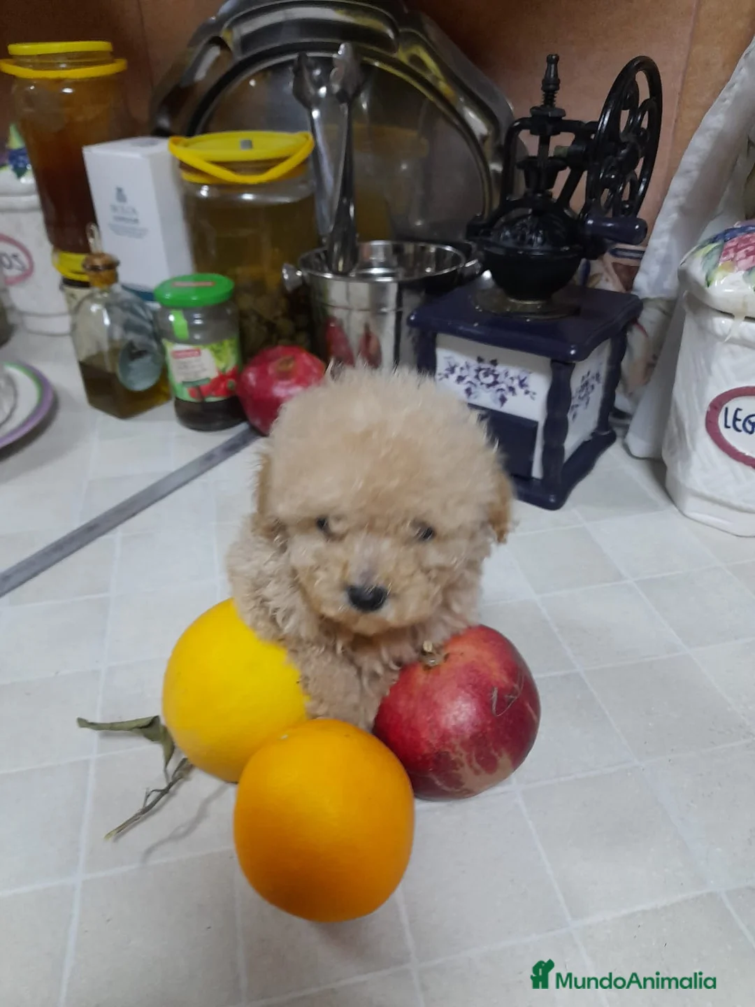 Caniche Toy perros en venta: IMPRESIONANTES CANICHES TOYS 😍🐶 en Madrid - Anuncio 5