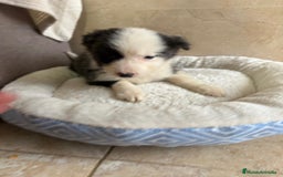 Border Collie perros en venta: Última hembra border collie - Anuncio 1