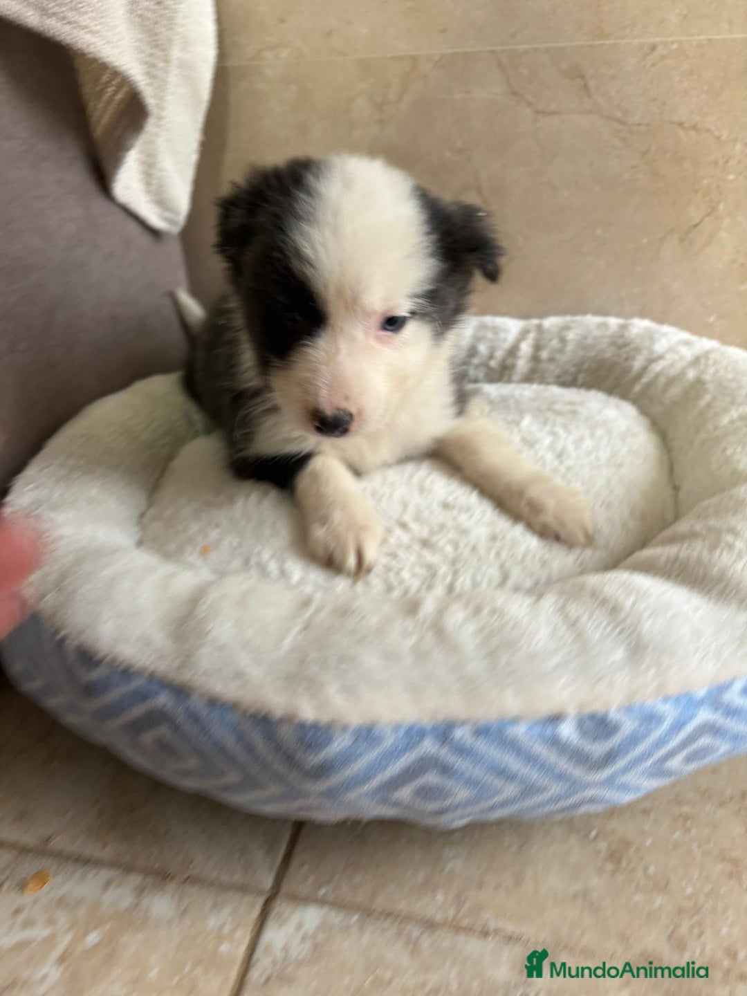 Border Collie perros en venta: Última hembra border collie - Anuncio 1