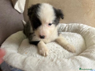 Border Collie perros Última hembra border collie - Anuncio 3