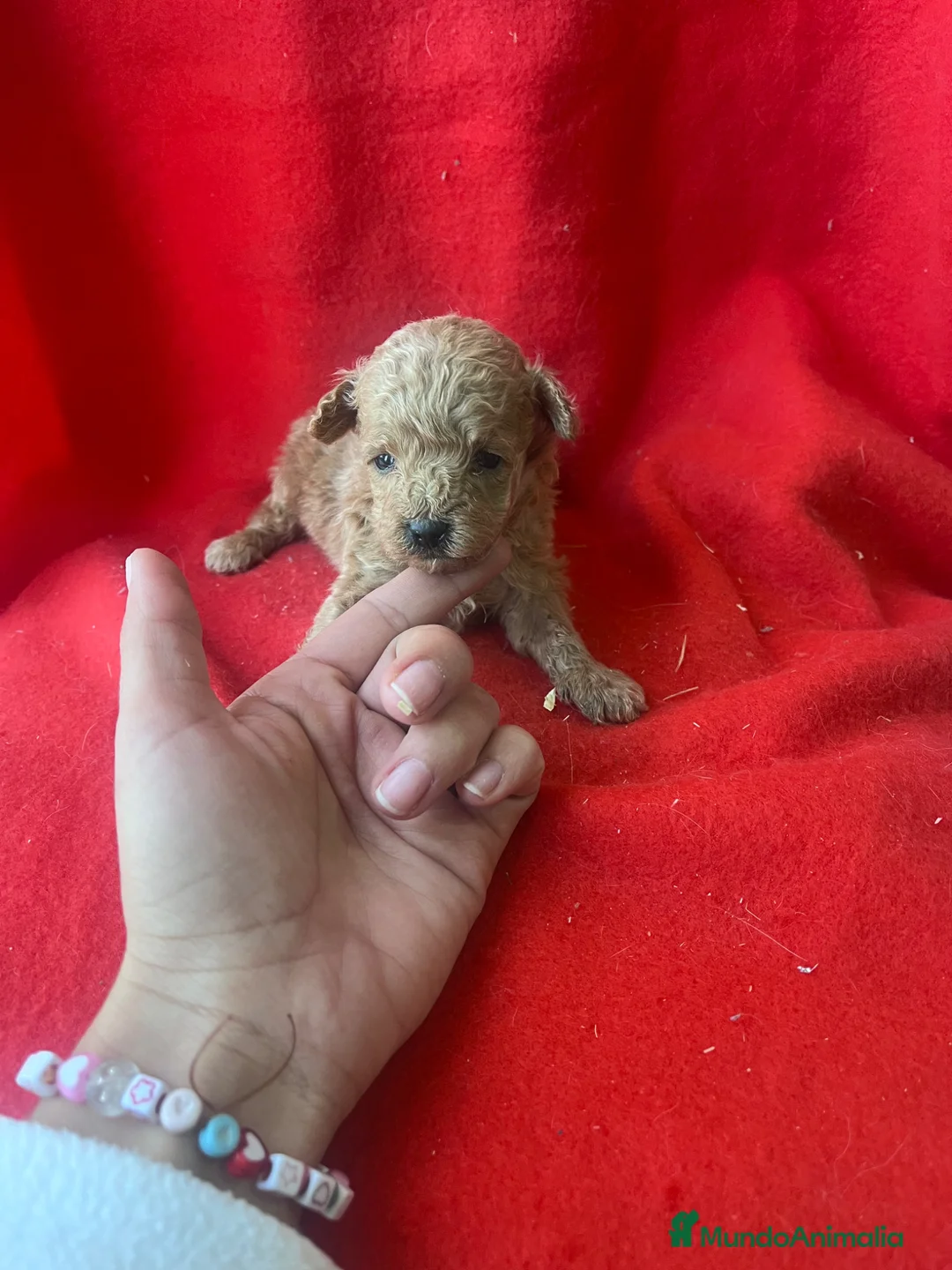 Caniche Toy perros en venta: PRECIOSO CANICHE TOY - Anuncio 3