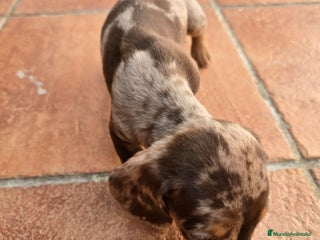 Teckel Miniatura perros Cachorros raza Teckel en Granada - Anuncio 4
