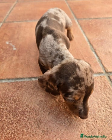 Teckel Miniatura perros Cachorros raza Teckel en Granada - Anuncio 1