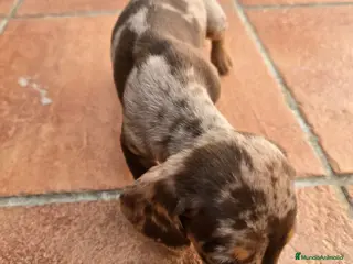 Teckel Miniatura perros Cachorros raza Teckel en Granada - Anuncio 2