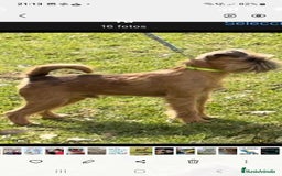 Grifón de Bruselas perros para monta: Griffon de bruselas  - Imagen 8