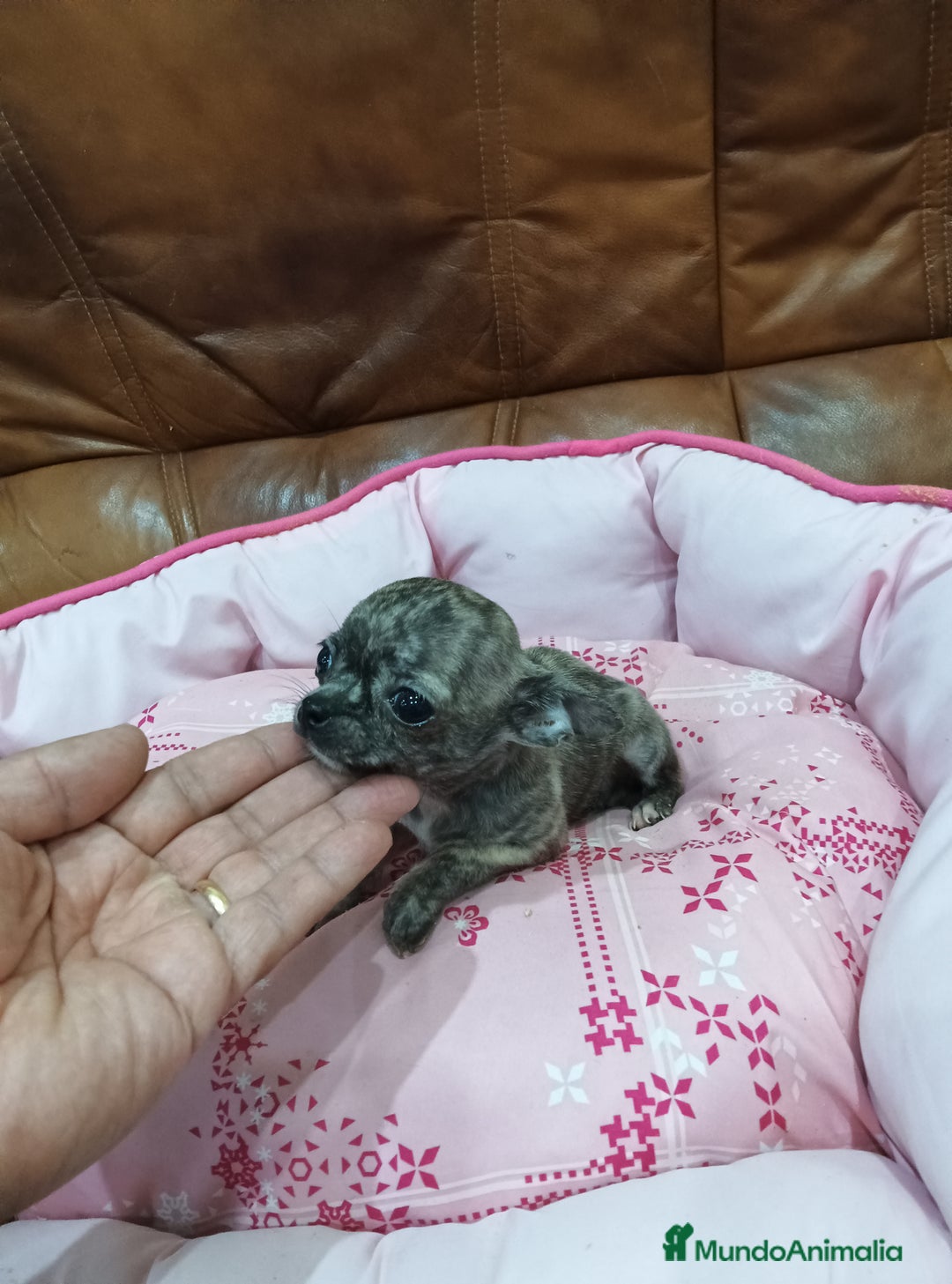 Chihuahua perros en venta: Chihuahua toy - Anuncio 5