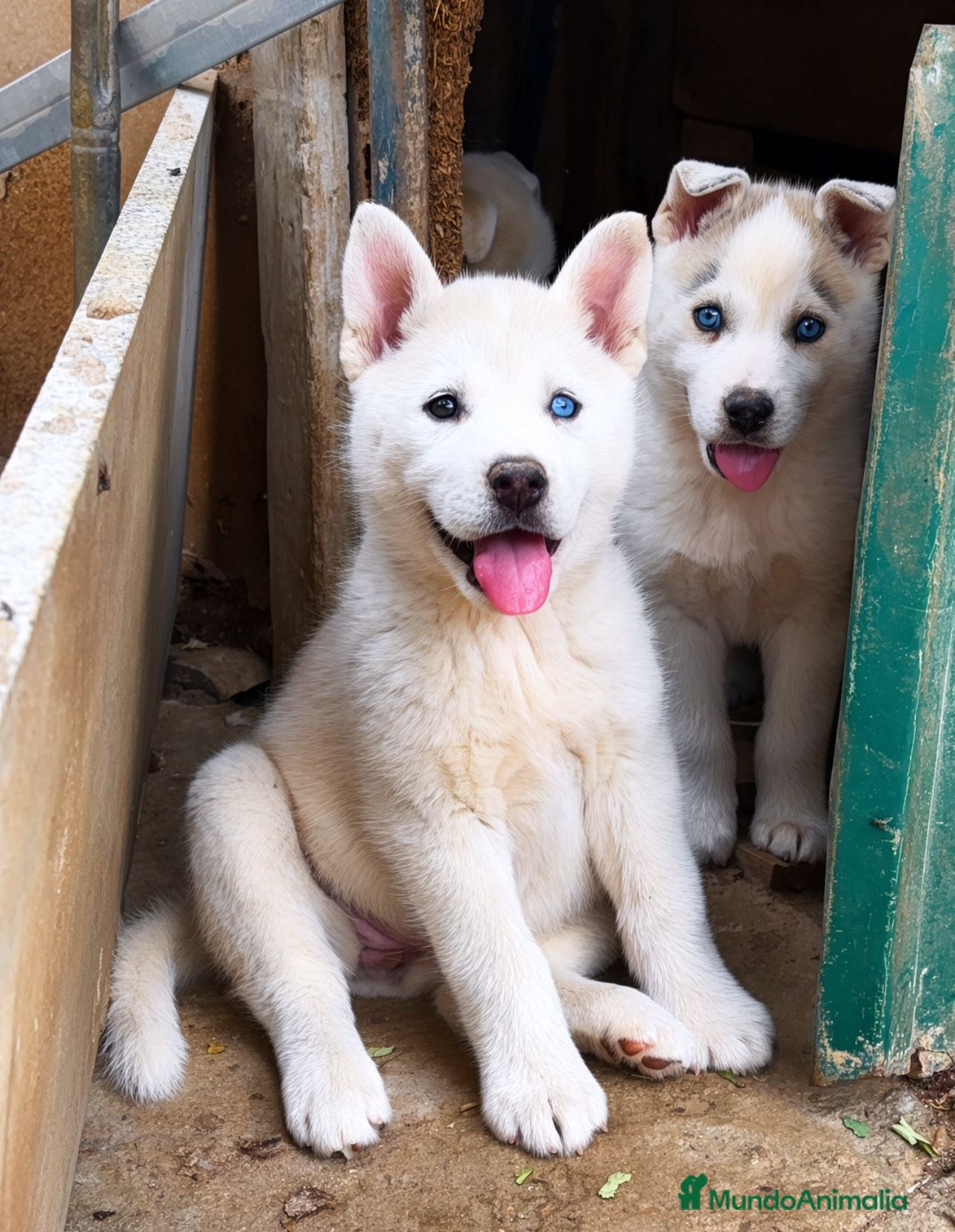 Husky Siberiano perros HUSKY SIBERIANO  - Anuncio 1