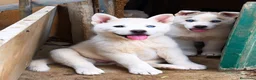 Husky Siberiano perros en venta: HUSKY SIBERIANO  en Madrid - Anuncio 1