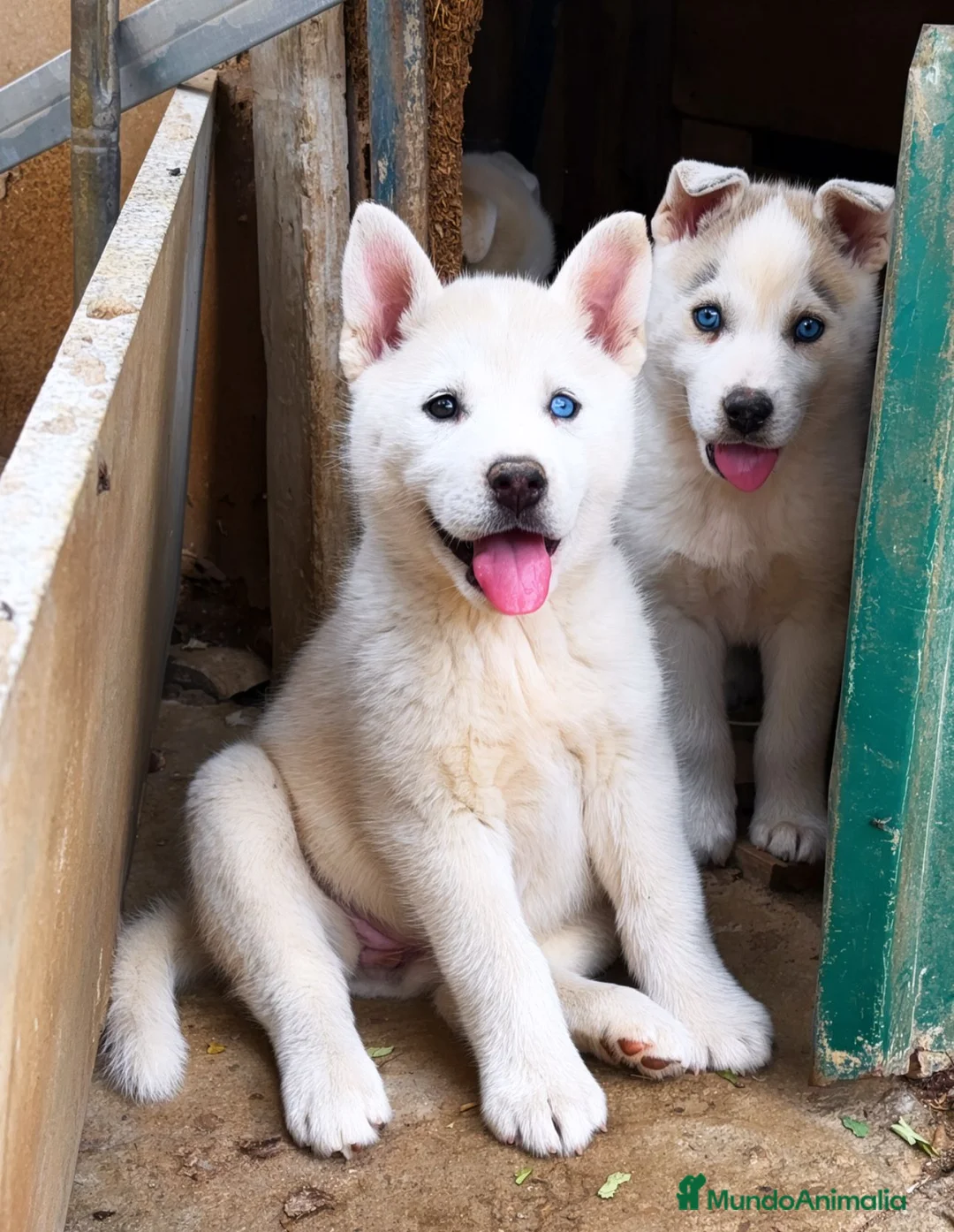 Husky Siberiano perros en venta: HUSKY SIBERIANO  en Madrid - Anuncio 1