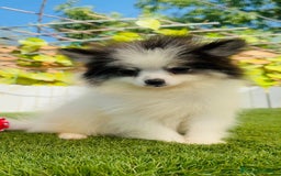 Pomerania perros en venta: POMERANIA HEMBRA ENVIOS A TODA ESPAÑA - Imagen 4