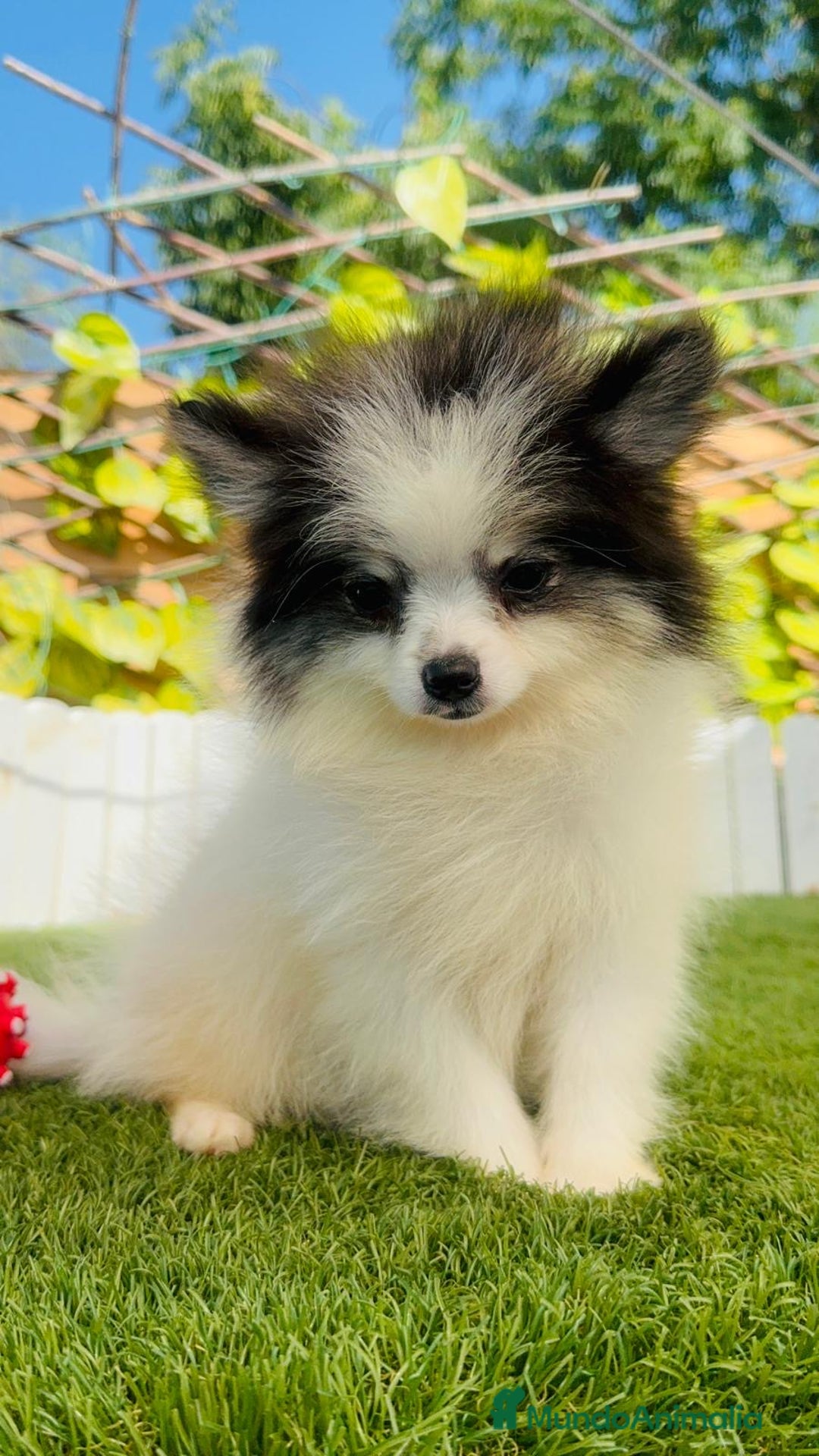 Pomerania perros en venta: POMERANIA HEMBRA ENVIOS A TODA ESPAÑA - Imagen 4