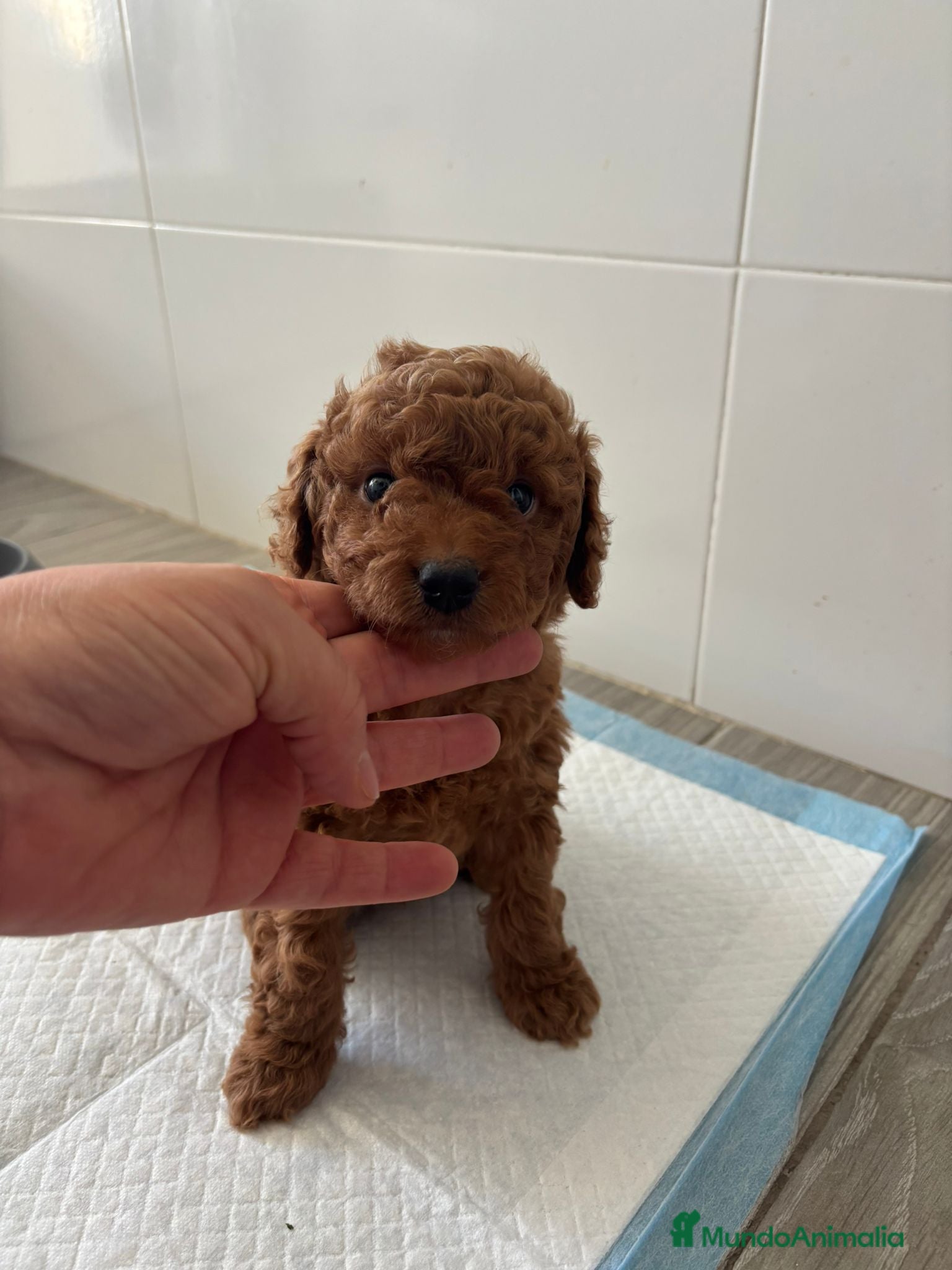 Caniche Toy perros Caniche - Anuncio 3