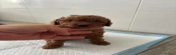 Caniche Toy perros en venta: Caniche - Anuncio 1