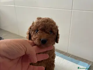 Caniche Toy perros Caniche - Anuncio 3