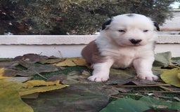 Border Collie perros en venta: GRAN CAMADA DE BORDER COLLIE - Imagen 17