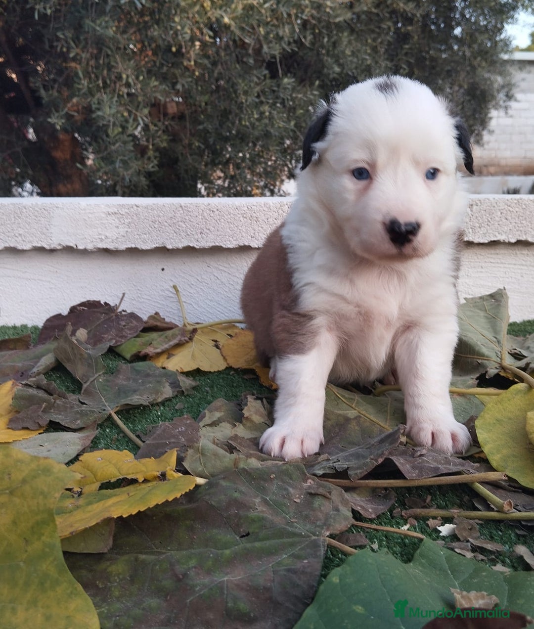 Border Collie perros en venta: GRAN CAMADA DE BORDER COLLIE - Imagen 17