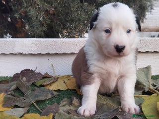 Border Collie perros - Anuncio 13