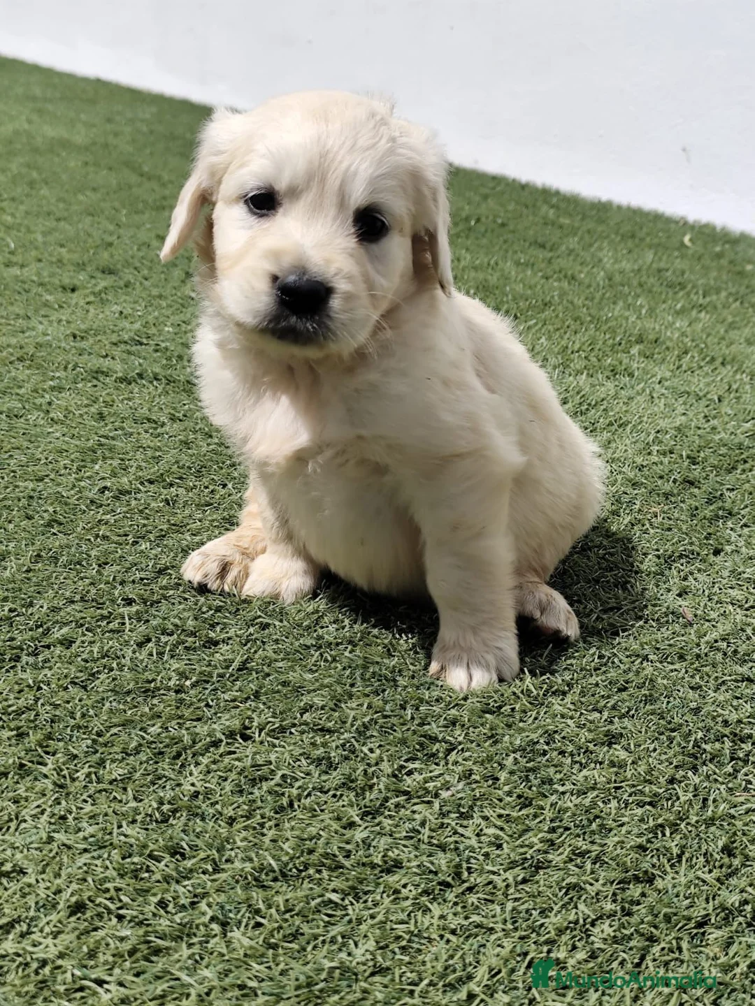 Golden Retriever perros en venta: Golden Retriever  - Anuncio 2