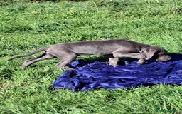 Dogo Alemán perros en venta: Gran Danés o Dogo Alemán Azules. - Imagen 2