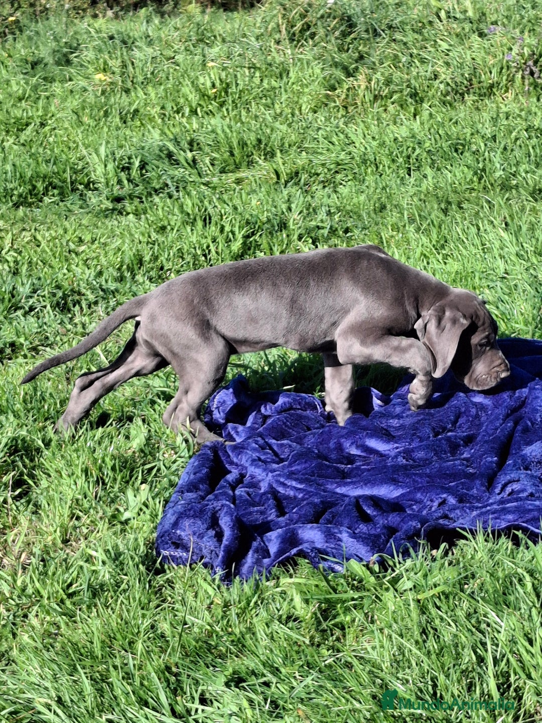 Dogo Alemán perros en venta: Gran Danés o Dogo Alemán Azules. - Imagen 2