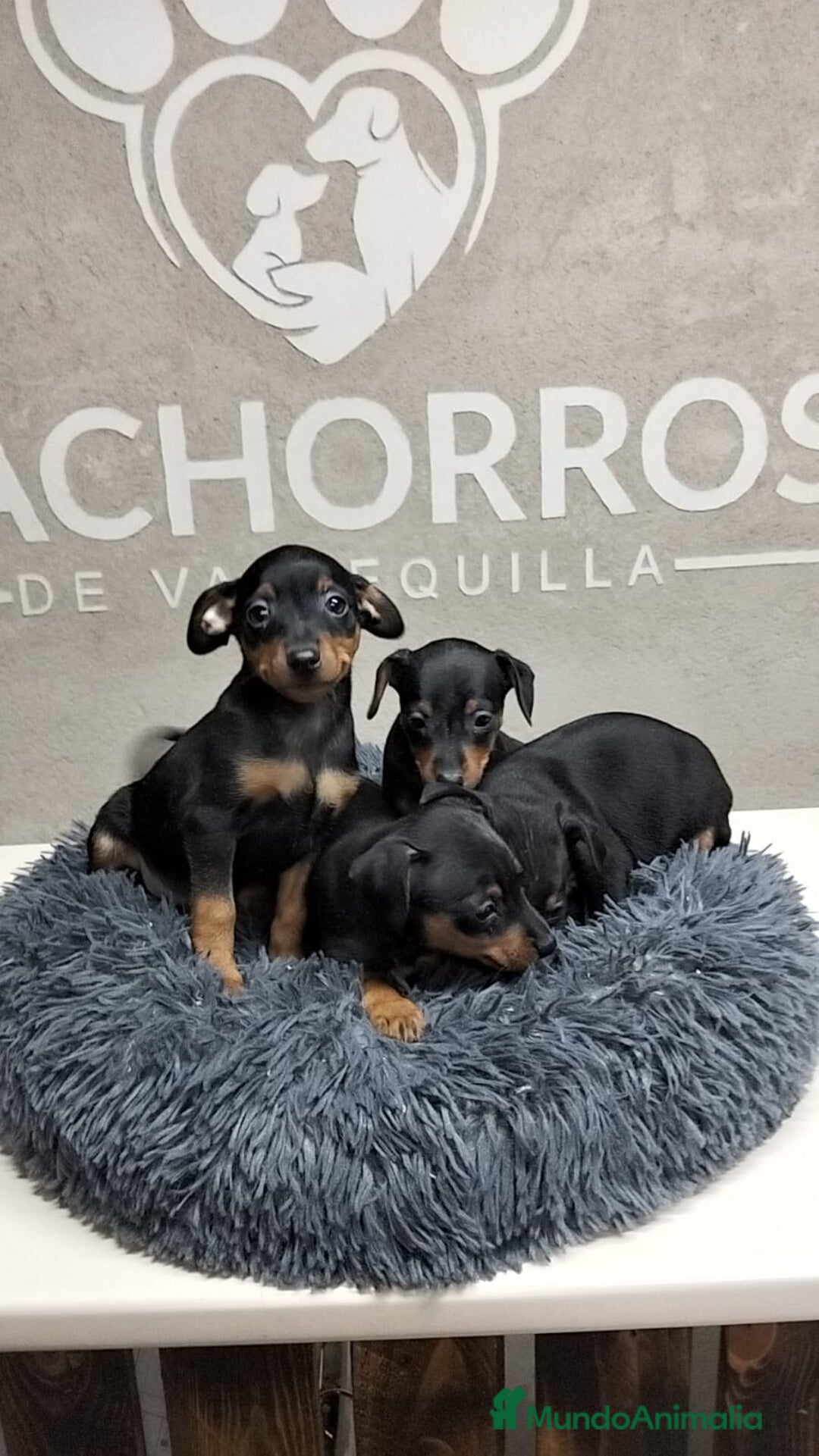 Pinscher Miniatura perros en venta: Mini Pincher  - Anuncio 2