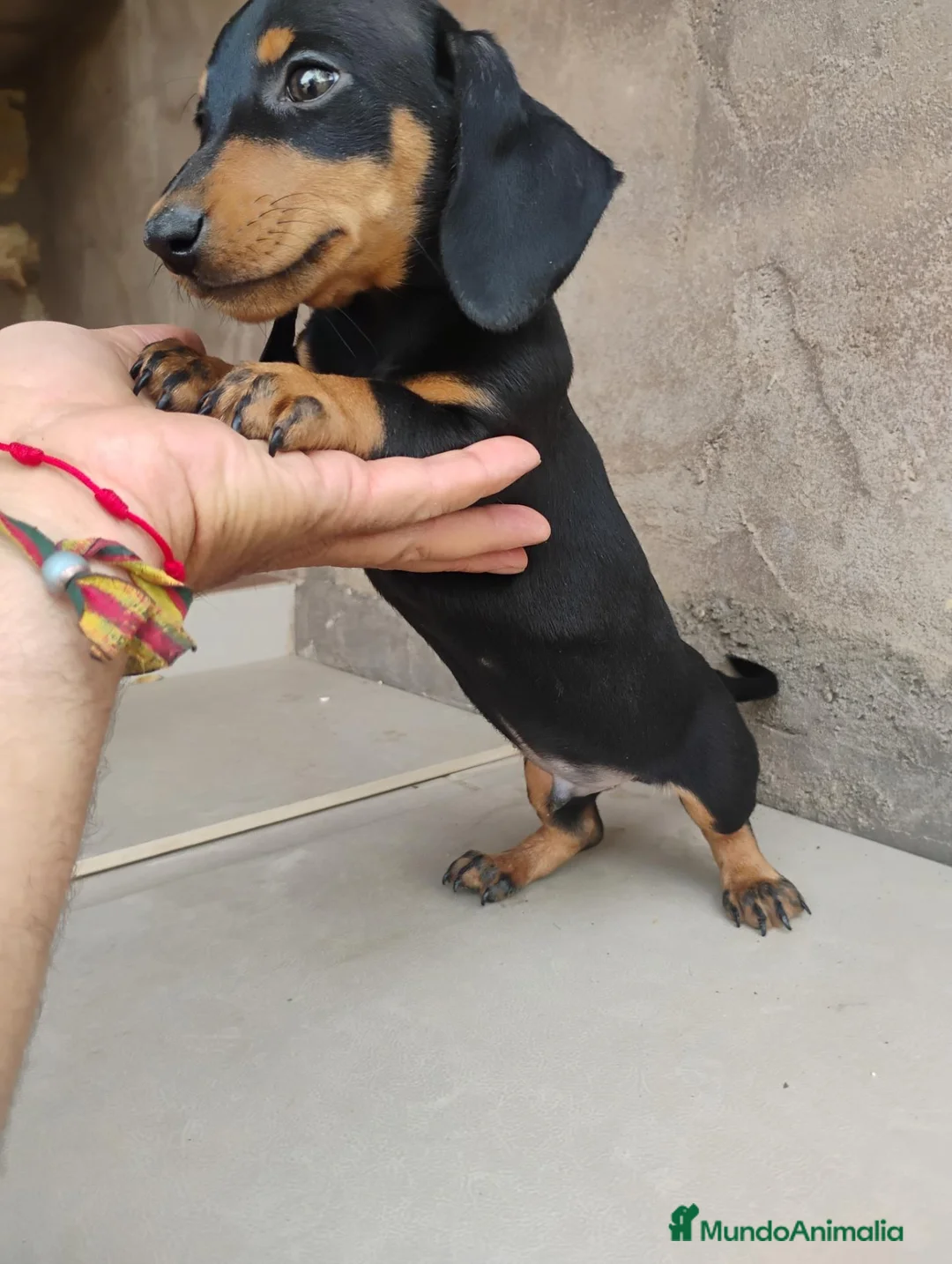 Teckel perros en venta: Machito teckel negro y fuego  - Anuncio 5