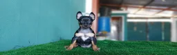 Pinscher Miniatura perros en venta: Pinscher miniatura MADRID  en Ciudad Real - Anuncio 3