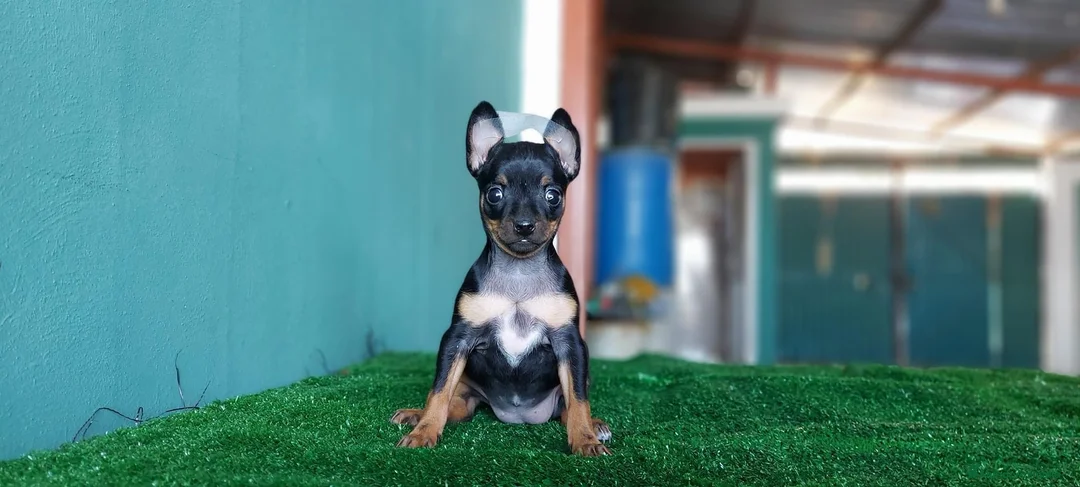 Pinscher Miniatura perros en venta: Pinscher miniatura MADRID  en Ciudad Real - Anuncio 3