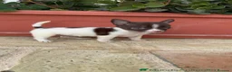 Chihuahua perros en venta: 🐾 CAMADA DE CHIHUAHUAS – PELO CORTO 🐾 - Anuncio 32