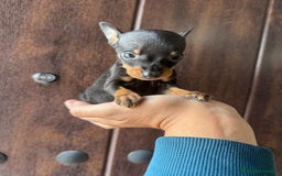 Pinscher Miniatura perros en venta: MINI PINSCHER MUNIATURA - Anuncio 14