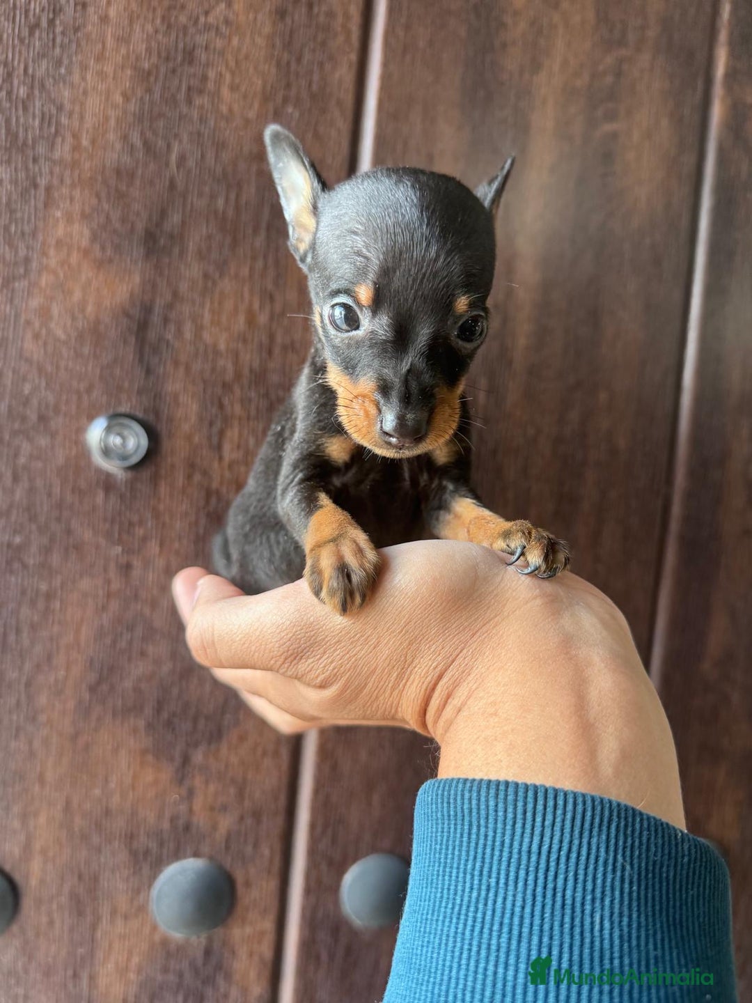 Pinscher Miniatura perros en venta: MINI PINSCHER MUNIATURA - Anuncio 14