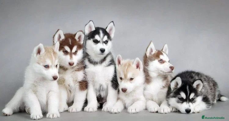 Husky Siberiano perros HUSKY SIBERIANO , CACHORROS DE CALIDAD - Anuncio 3