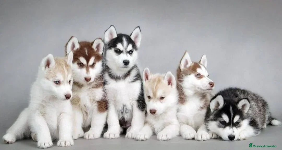Husky Siberiano perros en venta: HUSKY SIBERIANO , CACHORROS DE CALIDAD - Anuncio 1