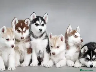 Husky Siberiano perros HUSKY SIBERIANO , CACHORROS DE CALIDAD - Anuncio 3