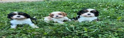 Cavalier King Charles Spaniel perros en venta: Cachorro Cavalier King Charles Spaniel - Anuncio 4