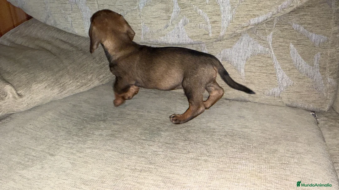 Teckel perros en venta: Teckel standar  - Anuncio 3