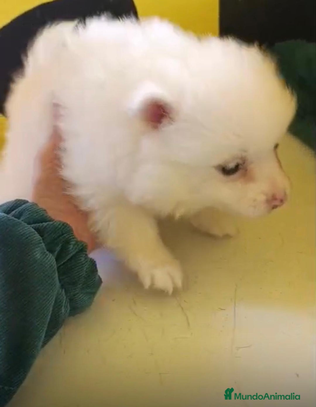 Pomerania perros en venta: Lulu pomerania toy  - Anuncio 6